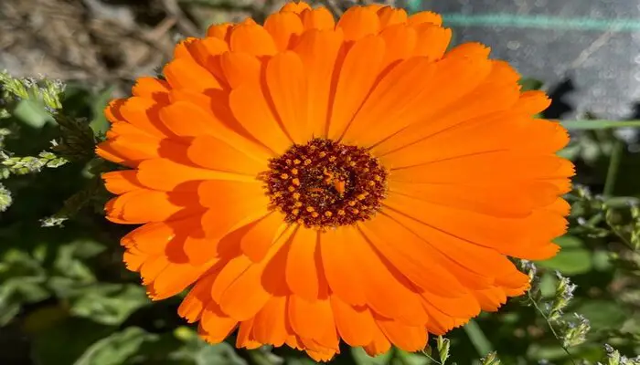 marigold flower means emotional healing
