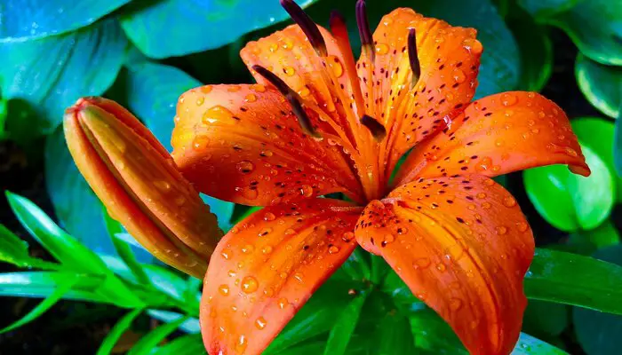 orange lily flowers that mean angry