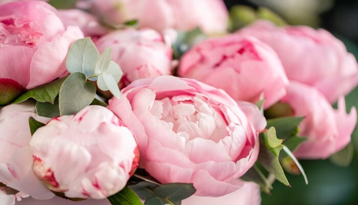 peony flower means emotional healing