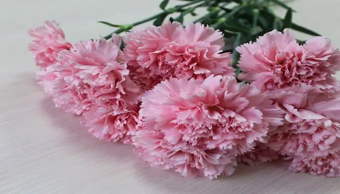 pink carnation means friendship