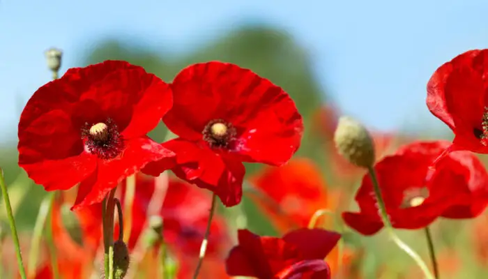 poppy flower flower that symbolizes goodbye