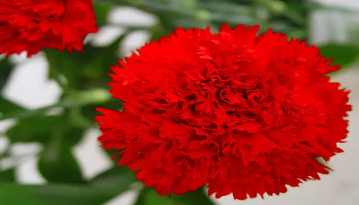 red carnation flower represent friendship
