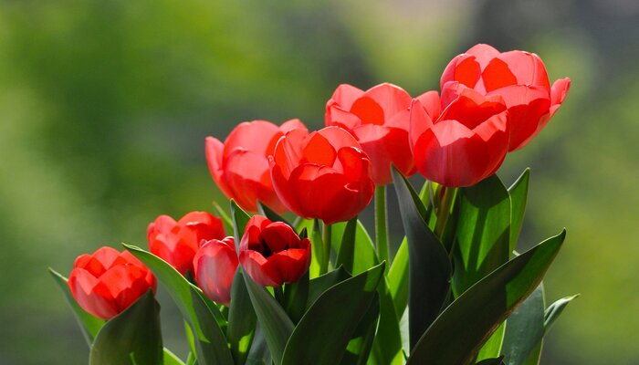 red tulips mean danger