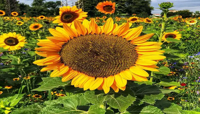 sunflower symbolizes healing