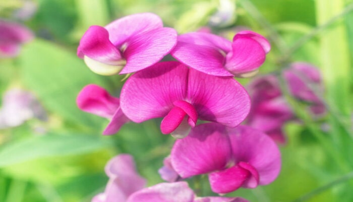 sweet pea flower symbolize best friends