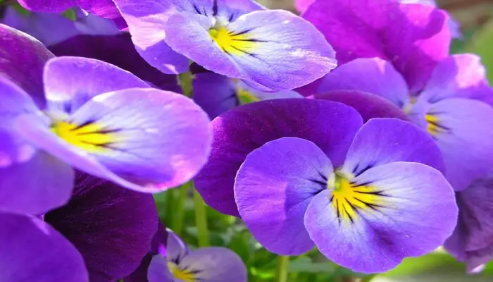 violet flower  symbolizes farewell