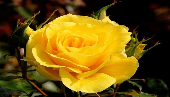 yellow rose flower represent friendship
