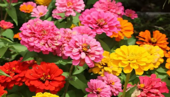 zinnia flower that represent anger