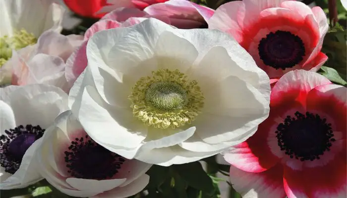 Anemone flower mean I Miss You