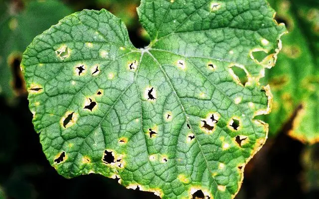 Anthracnose causing holes in cucumber leaves