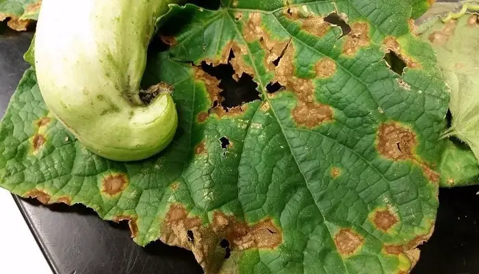 Anthracnose on cucumber leaves