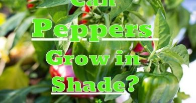 Can Peppers Grow in Shade
