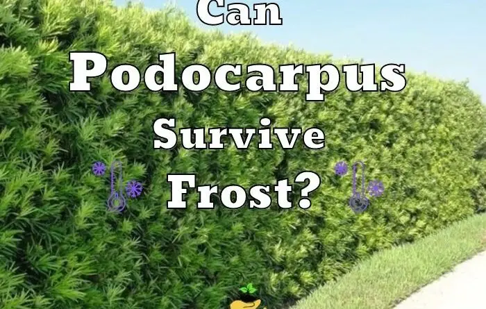 Can Podocarpus Survive Frost