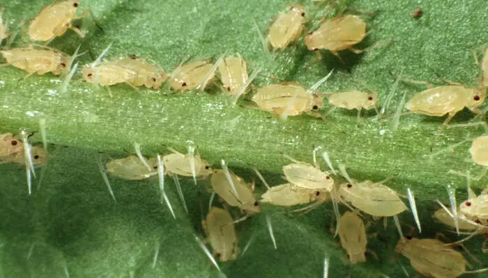 Aphids on Cucumber causing brown leaves