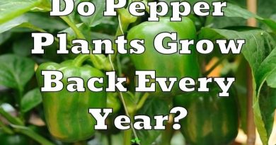 Pepper Plants Growing Back Every Year