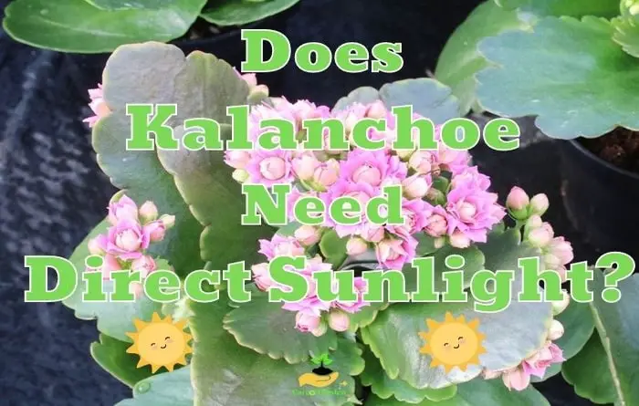 Kalanchoe Need Direct Sunlight
