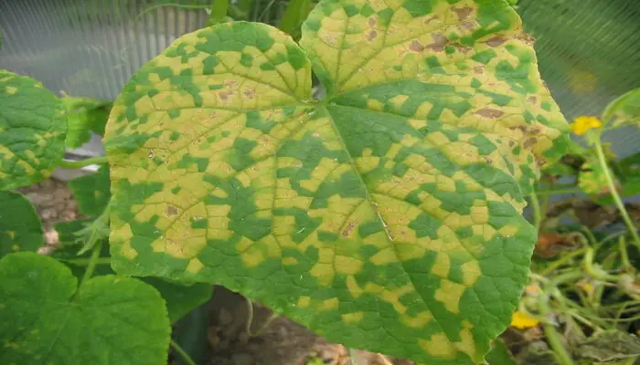 Downy Mildew causing brown leaves on cucumbers