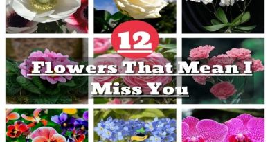 Flowers That Mean I Miss You