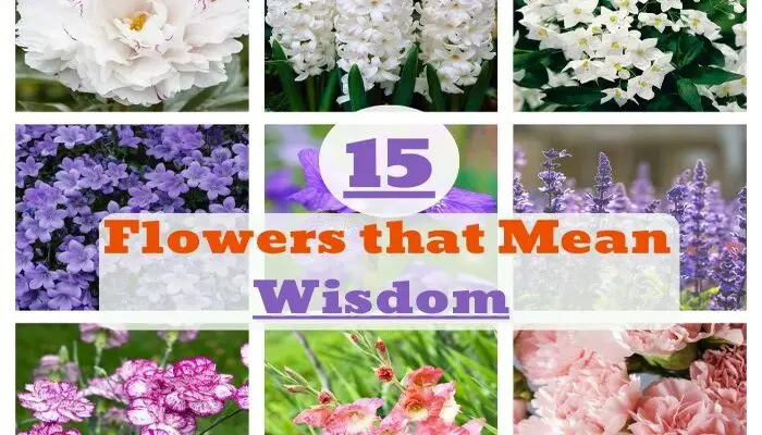 Flowers That Mean Wisdom