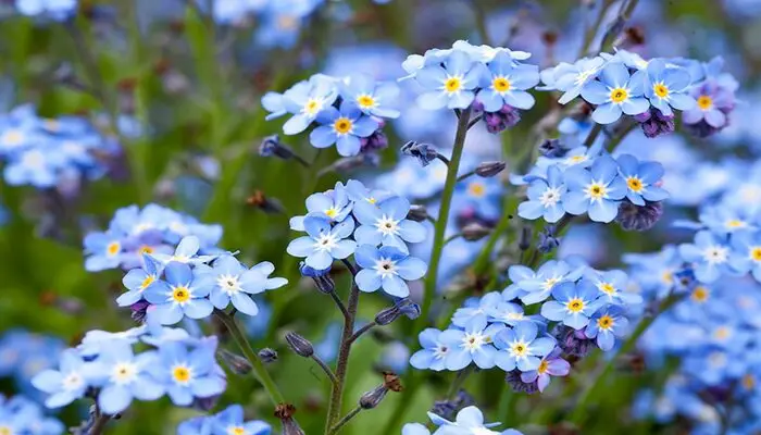 Forget-me-nots represents i miss you