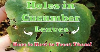 Holes in Cucumber Leaves