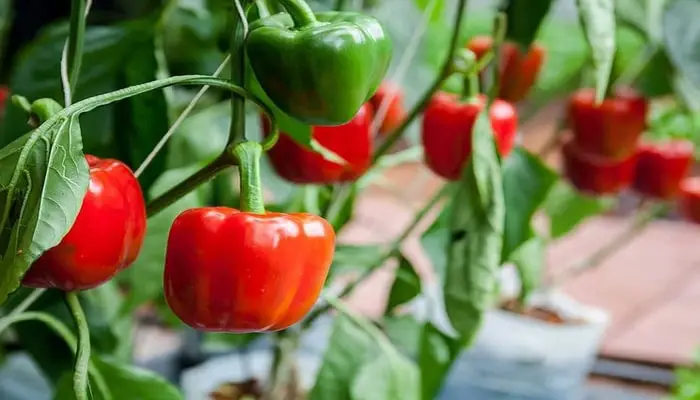 How to Help Pepper Grow Back Every Year