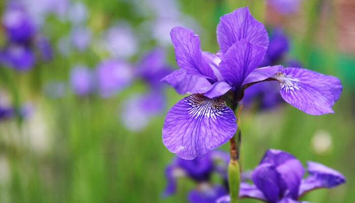 Iris flower means wisdom