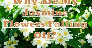 Jasmine Flowers Falling Off