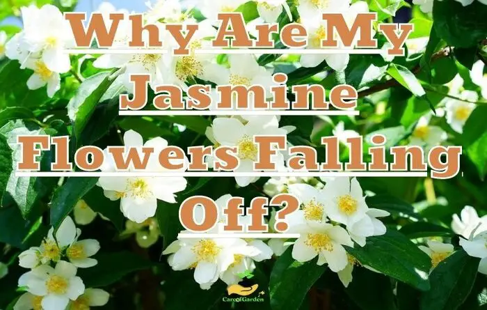 Jasmine Flowers Falling Off