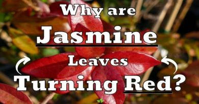 Jasmine Leaves Turning Red