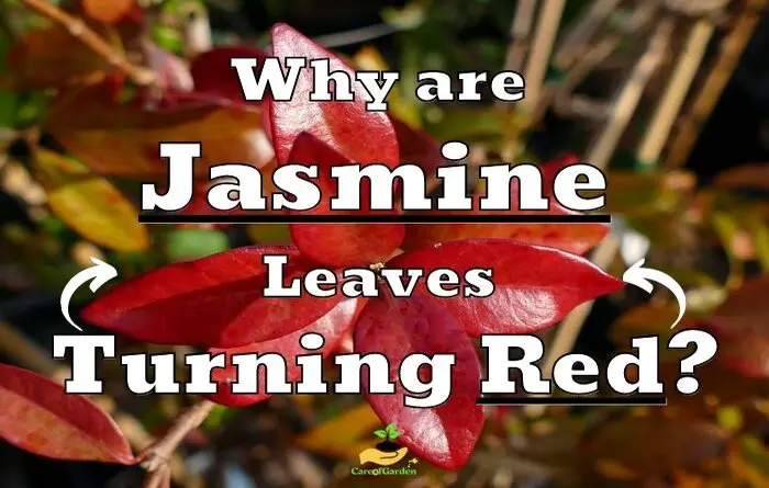 Jasmine Leaves Turning Red