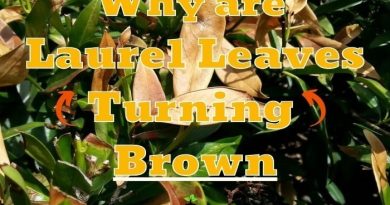 Laurel Leaves Turning Brown