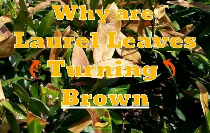 Laurel Leaves Turning Brown