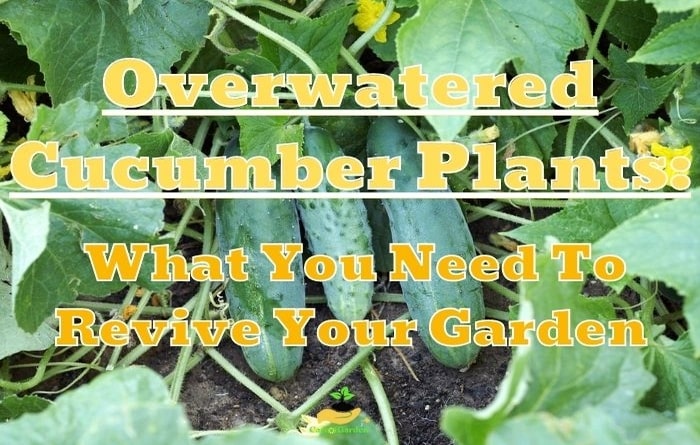 Overwatered Cucumber Plants