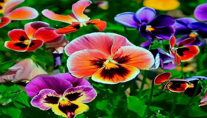 Pansies flower that symbolizes I miss you