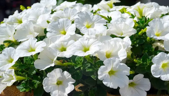 Petunias symbolizes missing someone