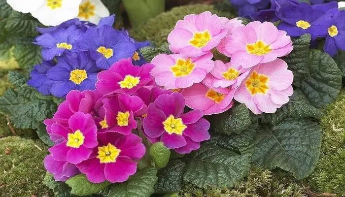 Primrose flowers represent longing you