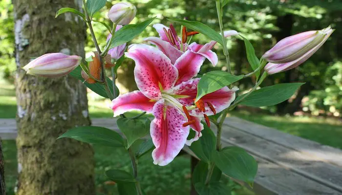 Stargazer Lilies symbolizes I long for you