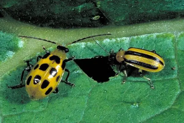 Striped and Spotted Cucumber Beetle causing holes in leaves