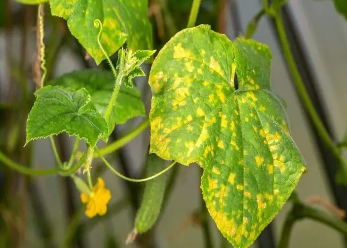 Symptoms of Overwatered Cucumber Plants