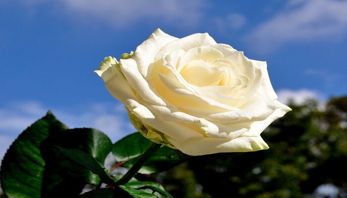 The white Rose symbolizes missing you