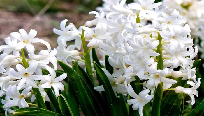 White Hyacinth flower means wisdom