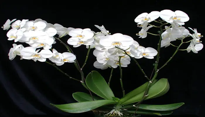 White Orchid flower symbolizes missing someone