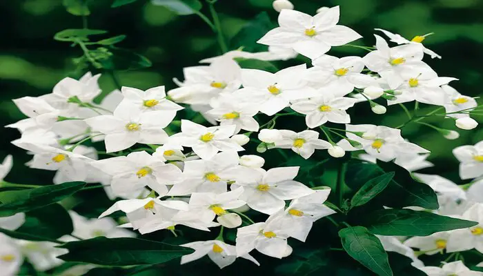 White jasmine flower means wisdom