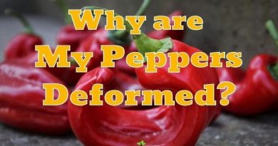 Why are Peppers Deformed