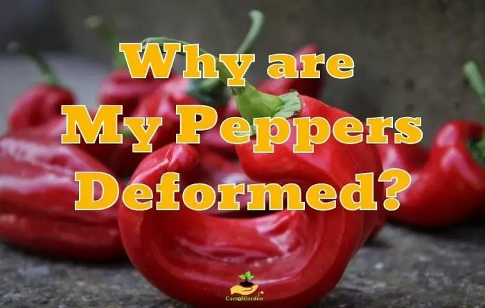 Why are Peppers Deformed