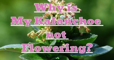 Kalanchoe not Flowering