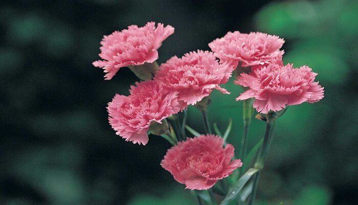 pink carnation flower that symbolizes i miss you