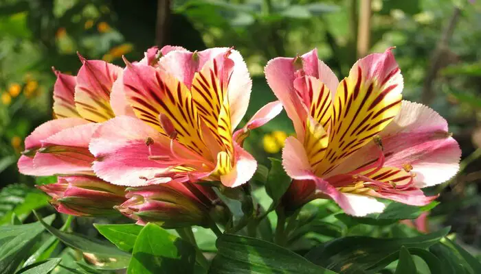 Alstroemeria flowers symbolize fidelity