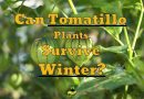 Tomatillo Plants Survive Winter
